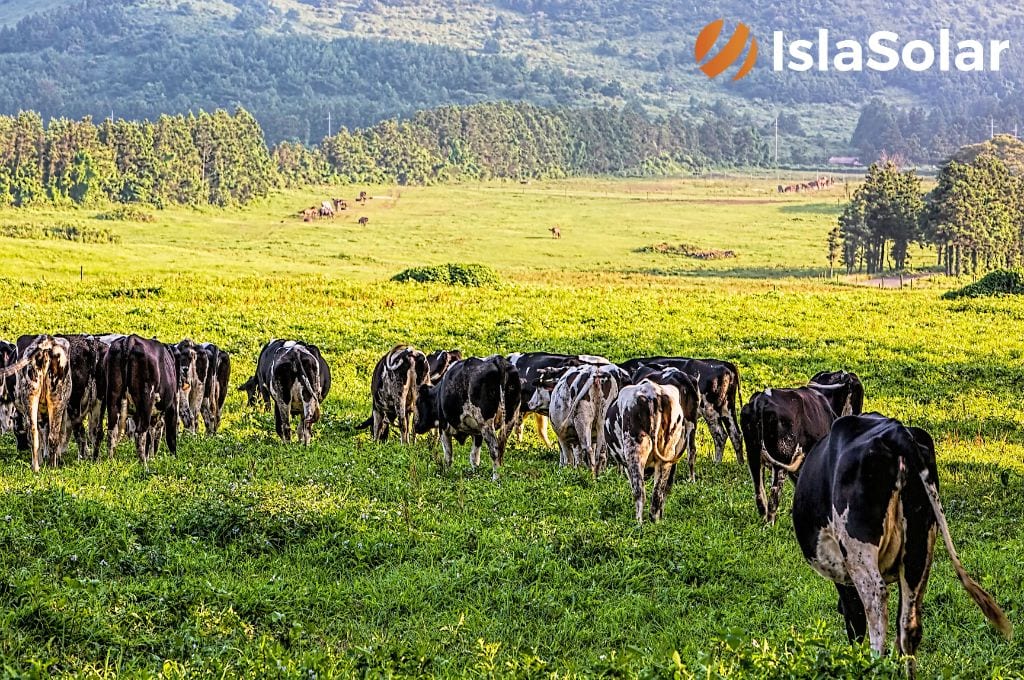 energía solar granjas vacas