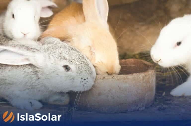 placas solares granjas conejos