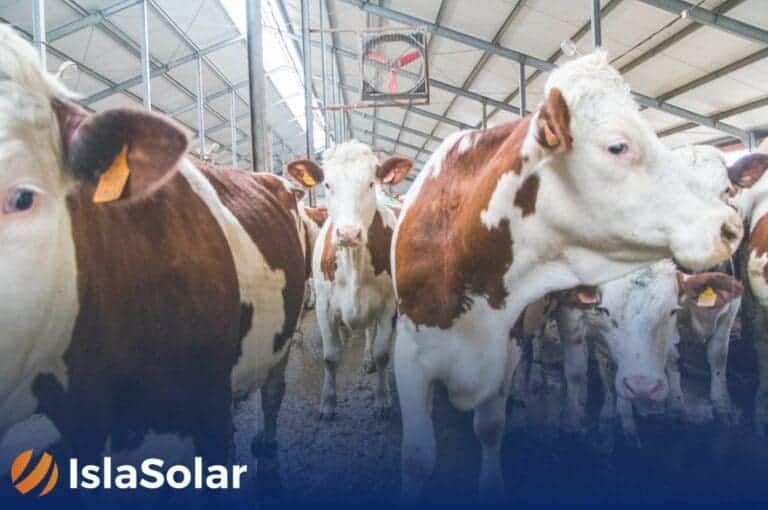instalación placas solares granjas vacas