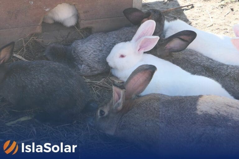 Placas solares y cría de conejos un maridaje perfecto